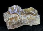 Oligocene Camel (Poebrotherium) Jaw Section #21136-1